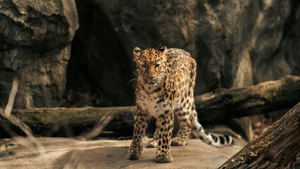 cheetah on the ground © Zaid