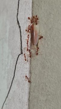 Group of red ants working together