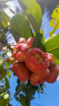 Close-up of Organic Watery Rose Apple Clusters Growing in a Tropical Orchard - HD Nature Footage