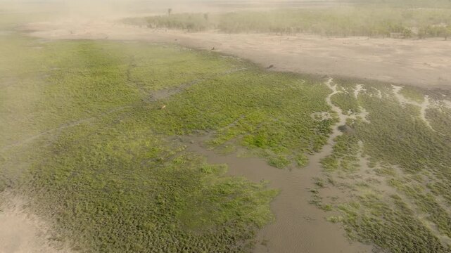 Drone tracking shot of a lioness wading through a watery marsh in the open Mababe Depression, Botswana, as a powerful sandstorm sweeps across the dramatic wide landscape.