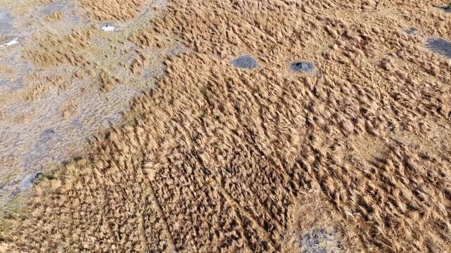 Aerial drone shot following a lion pride with lionesses and cubs walking along game trails through dry yellow grass on the open, dried-out marshland of the Mababe Depression, Botswana.