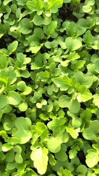 Vertical shot of green mustard sprouts texture close up