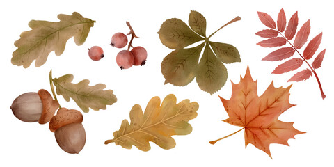 Autumn Acorn Oak and Maple Leaf Botanical Clipart Collection © Olha