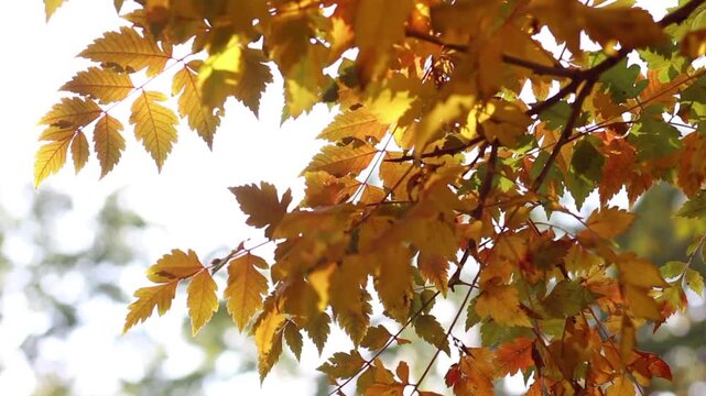 A *Zelkova serrata* branch with autumn foliage. Its finely serrated leaves display a blend of reddish-yellow, orange, and light green hues when backlit by bright sunlight.