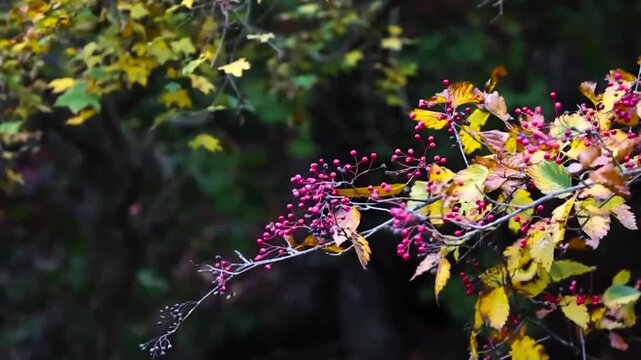 The beautiful atmosphere of autumn, featuring a close-up of a branch laden with clusters of small, magenta-purple berries and foliage shifting to golden-yellow and brown hues.