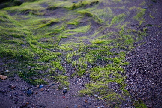 Vibrant green algae seaweed washed ashore on wet sand and pebble beach, detailed macro texture of marine flora during low tide along the tranquil coast