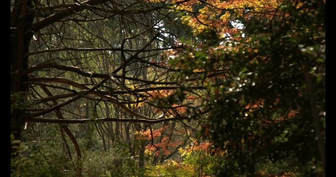 Sunlight filters through the gaps in the foliage, illuminating the autumnal hues&mdash;such as orange, yellow, and green&mdash;in the background.