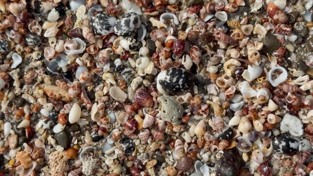Colorful Seashells and Shell Fragments on Saint Martin&rsquo;s Island Beach