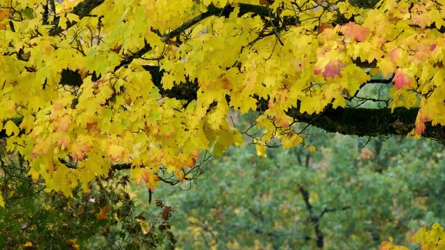 A view of lush, golden-yellow maple leaves on tree branches during autumn. These brightly colored branches sway gently in the breeze against a backdrop of green trees, 