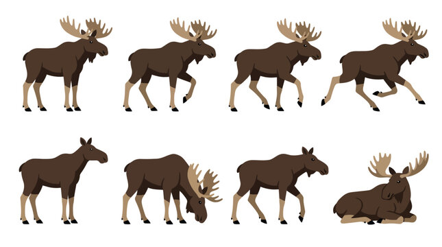 Set of vector illustrations showing a moose in various poses and actions.