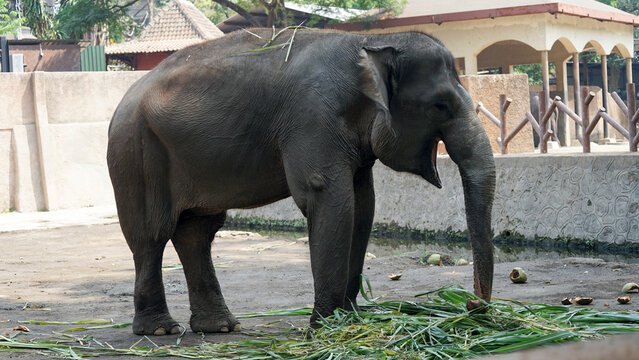 Sumatran elephant (Elephas maximus sumatranus) standing on sandy ground in a wildlife park or conservation center.