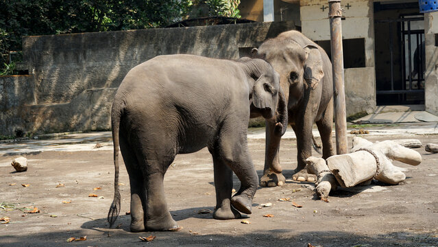 Sumatran elephant (Elephas maximus sumatranus) standing on sandy ground in a wildlife park or conservation center.