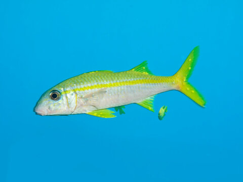 Yellowfin goatfish (Mulloidichthys vanicolensis)Taking in Red Sea, Egypt.