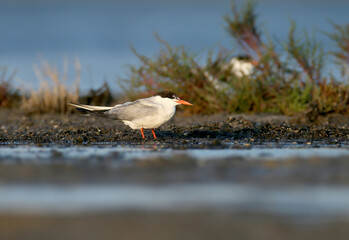 Fototapeta premium Common Tern (Sterna hirundo) standing on a wet shore with vegetation in the background.