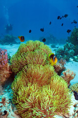 Magnificent anemone with Red Sea Anemonefish (amphiprion bicinctus) © lilithlita