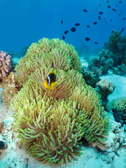 Magnificent anemone with Red Sea Anemonefish (amphiprion bicinctus) © lilithlita