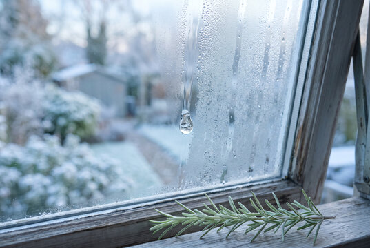 Winter window condensation with rosemary on a frosty sill