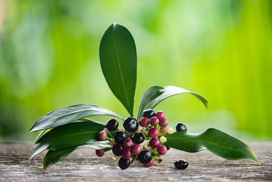 Ardisia polycephala branch fruits and green leaves on natural background.