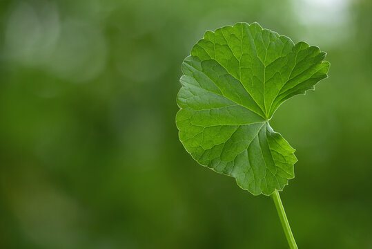 Centella asiatica or Gotu kola green leaf on natural background.