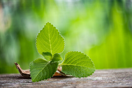 Coleus amboinicus branch green leaves on natural background.