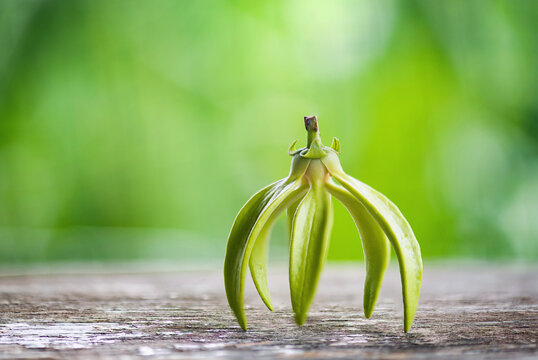 Climbing Ylang-Ylang or Artabotrys siamensis flower on natural background.