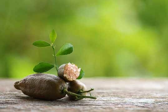Pink finger Lime fruits and branch green leaves on natural background.
