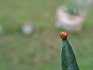 Bright Orange Ladybug Perched on Tip of Green Leaf with Wide Soft Blurred Meadow Background for Nature Photography © Bisma