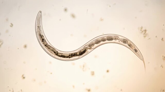 nematoda macro close up under microscope light video