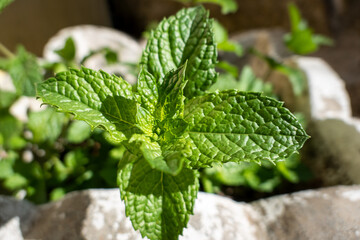 Vistosa planta de hortelã-pimenta (Mentha spicata) com folhas verdes vibrantes num vaso © LuIvDa