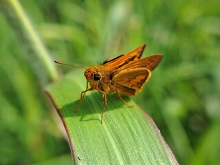 Golden Orange Skipper Butterfly Perched on Broad Green Leaf Facing Camera with Soft Meadow Background for Nature Photography © Bisma