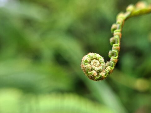Unfurling Green Fern Fiddlehead Spiral with Fuzzy Fibers and Soft Blurred Forest Background for Nature Photography