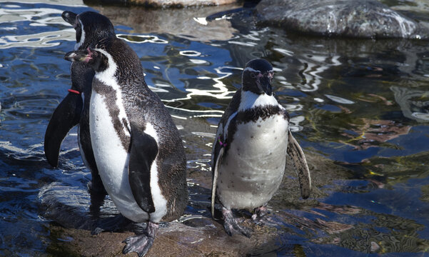 Humboldt penguins standing near water in zoo enclosure