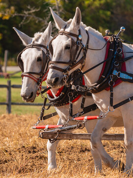 Two Draft Mules in Tack and Harness Vertical