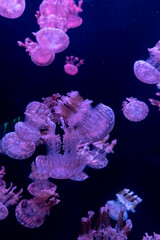 Mesmerizing display of pink jellyfish gracefully floating in the deep blue sea © anyatachka95