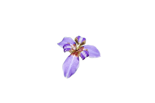 a purple flower with white strips of a walking iris Isolated on transparent background&nbsp;