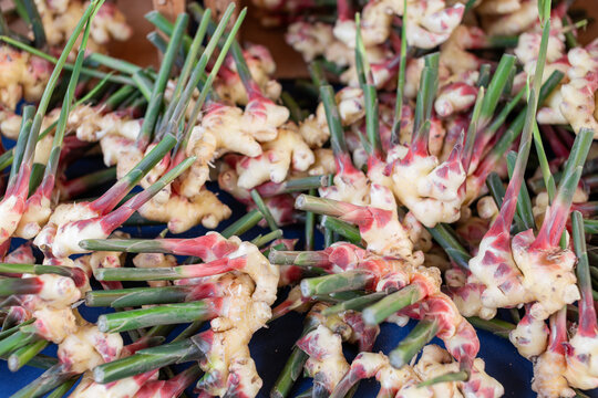 Fresh Harvested Baby Ginger Zingiber Officinale with Green Stems