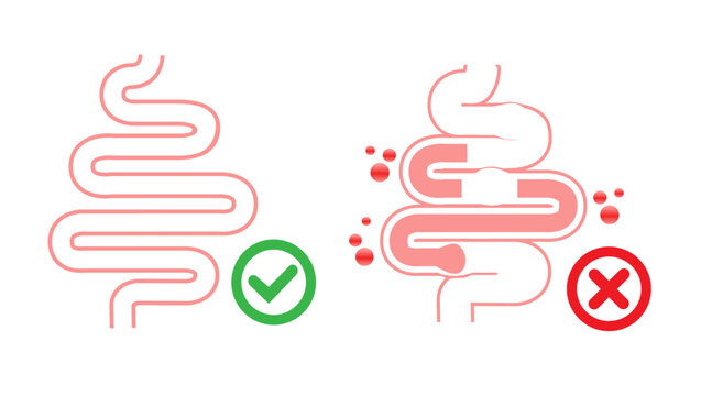 Gut Health Digestive System Anatomy Vector Illustration