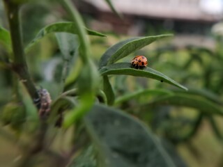 Bright Orange Ladybug Perched on Green Garden Plant Leaf Facing Camera with Soft Background for Nature Photography © Bisma