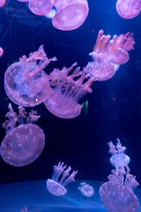 Graceful movement of jellyfish illuminated in purple underwater lighting © anyatachka95