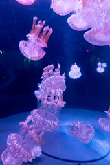 Mesmerizing jellyfish gracefully swimming underwater in a vibrant aquarium setting © anyatachka95