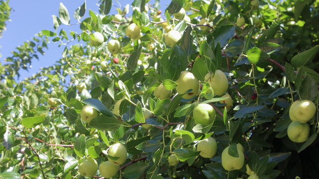  Giuggiolo mela, un albero da frutto carico di giuggiole ancora acerbe e di colore verde