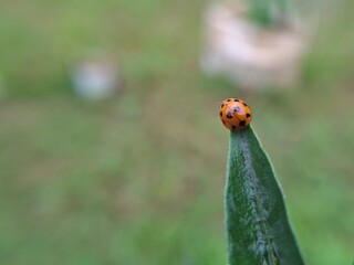 Bright Orange Ladybug Perched on Tip of Pointed Green Plant Leaf with Soft Blurred Garden Background for Nature Photography © Bisma