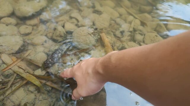 Hand Picking Up Pebble Stone from Clear River Water 