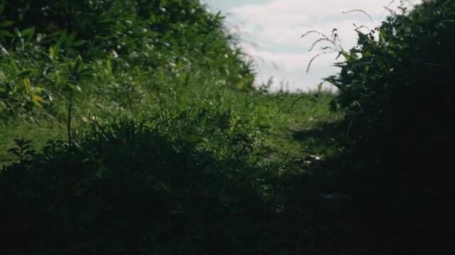 Sky Seen from a Low Angle in the Shade of a Roadside Cutting