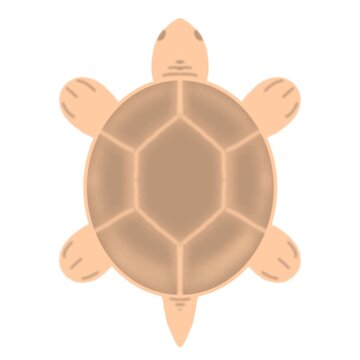 Minimalist top view illustration of a stylized brown turtle or tortoise character isolated on a white background for nature and wildlife education