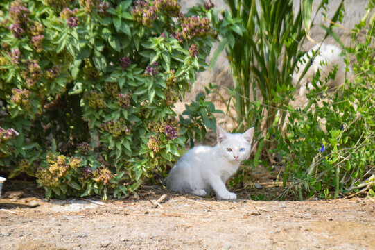 white cute kitten in the park, cat animal nature holy basil plant