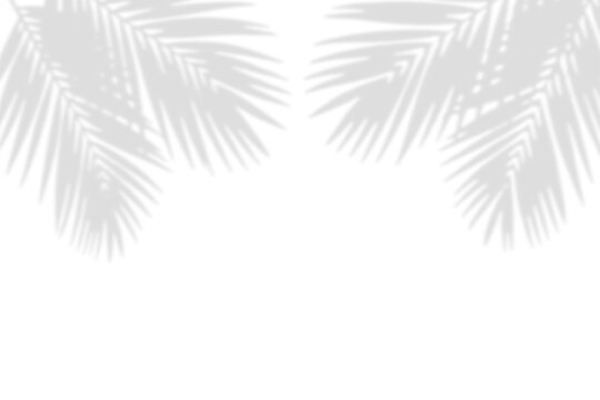 Tropical palm leaves shadow overlay isolated on transparent background