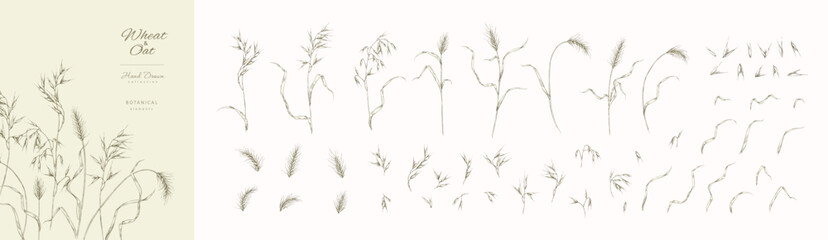 Obraz premium Set of oats and wheat ears, leaves and elements. Line art hand drawn illustration of botanical elements of farm and autumn. Fall and cozy seasonal designs