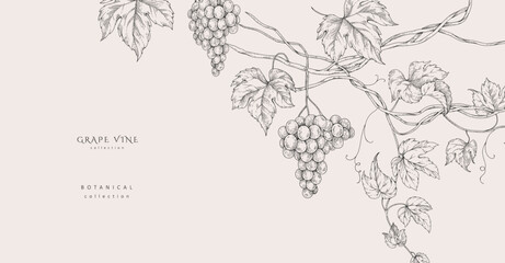 Obraz premium Background with grapes, vine and brunch. Detailed template layout design, brochure or cover for wine card