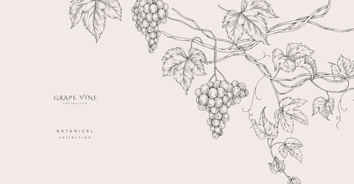 Background with grapes, vine and brunch. Detailed template layout design, brochure or cover for wine card